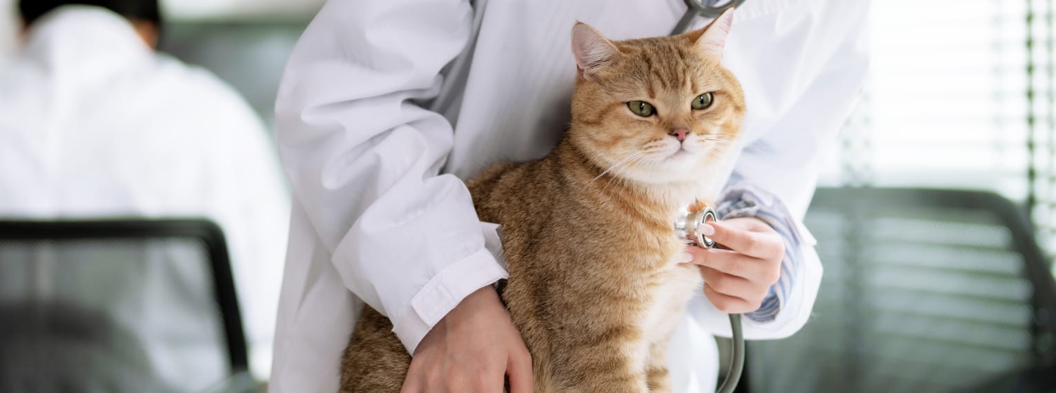 Eine Katze wird von einer Tierärztin untersucht.