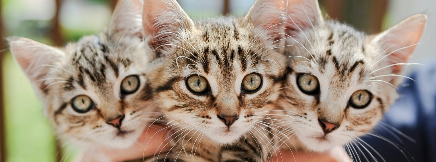 3 Kitten kuscheln miteinander.