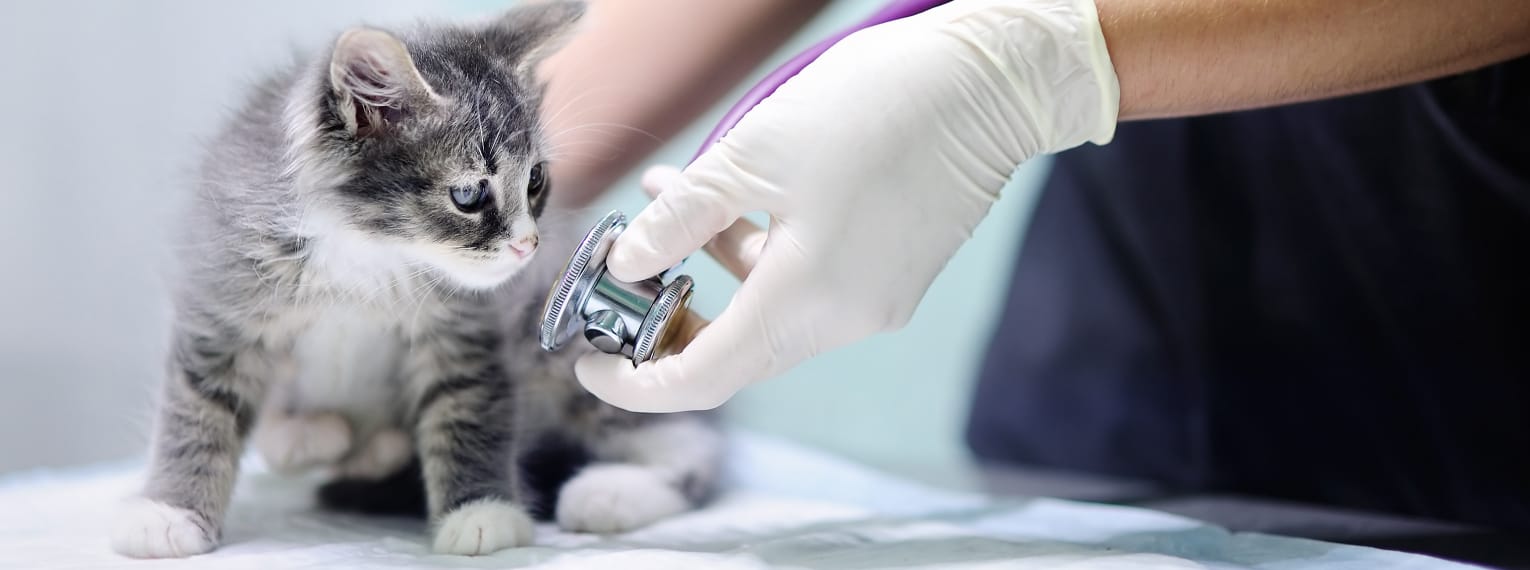 Katzenseuche: Übertragung, Symptome & Behandlung