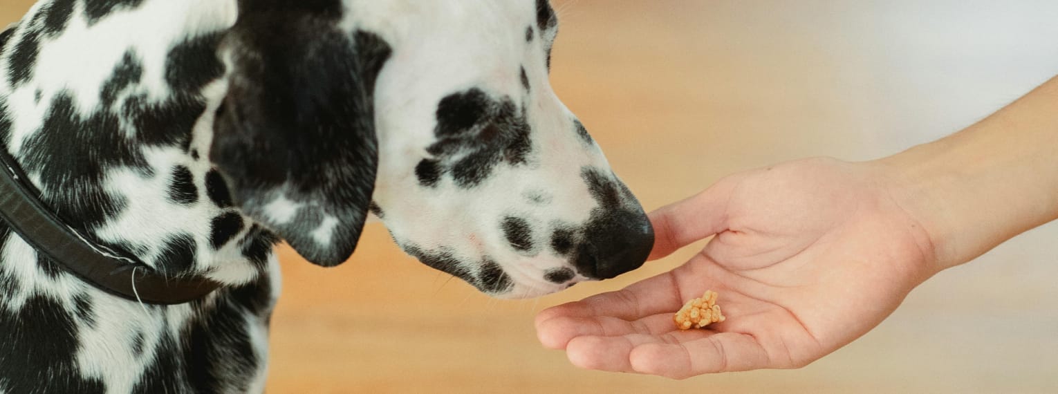 Übersicht rassespezifischer Erkrankungen beim Hund