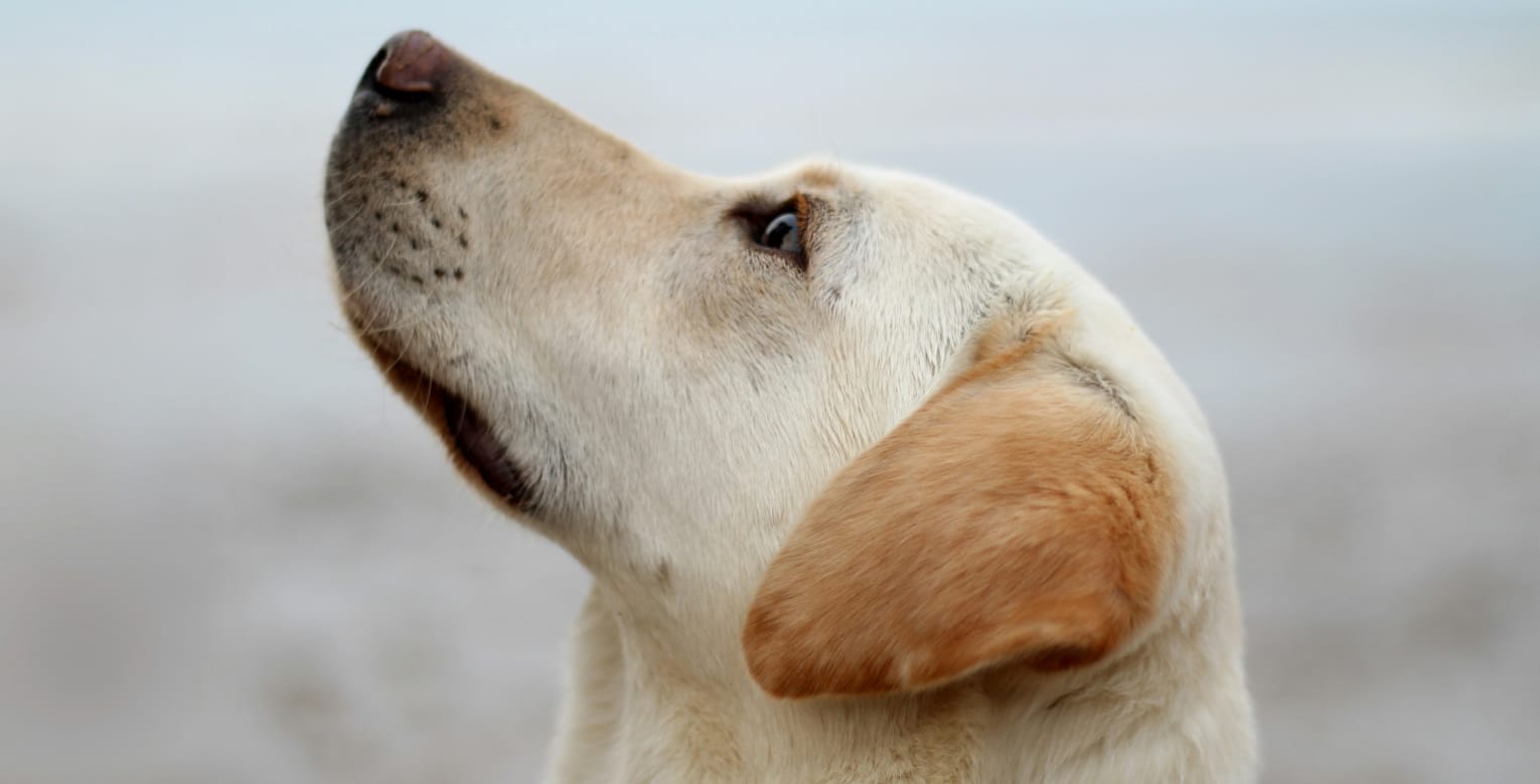 Ein Hund blickt sein Frauchen oder Herrchen fragend an.