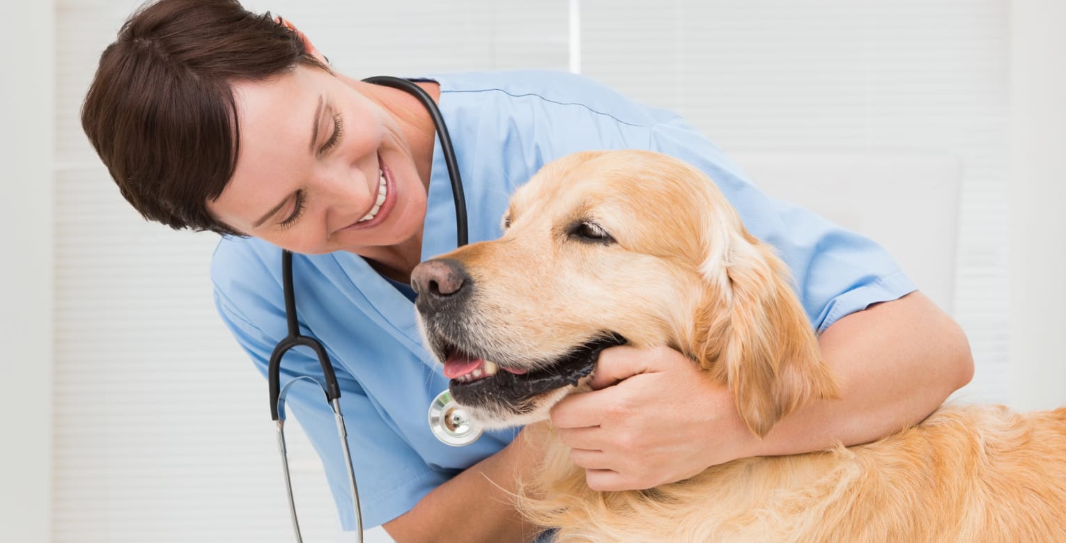 Ein Hund wird in einer Hundeklinik untersucht.