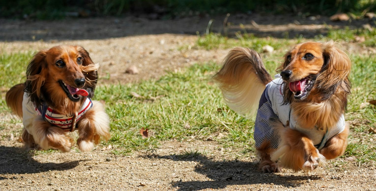 Besteht eine Pflicht zur Hundehaftpflicht?