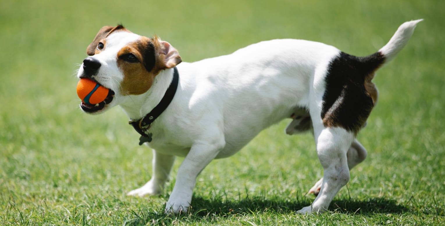 Ist die Hundehaftpflicht für Hundehalter steuerlich absetzbar?