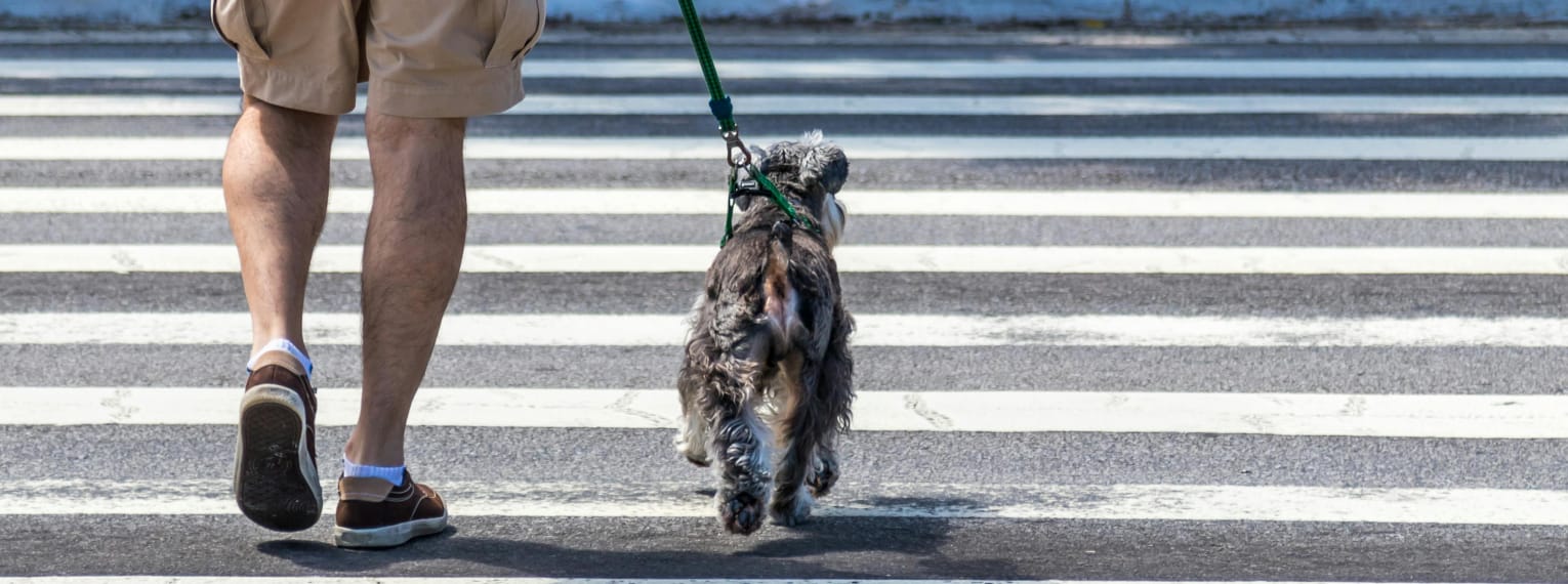 Ein Hund überquert eine Straße mit seinem Besitzer.