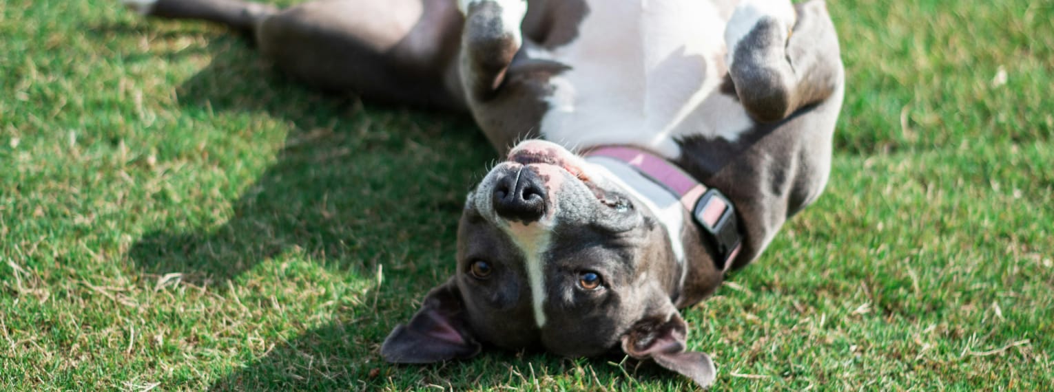 Ein Pit Bull rollt sich über eine Wiese.