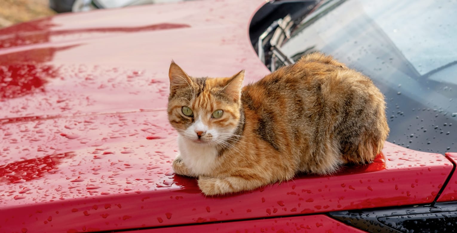 Eine Katze sitzt auf einem Auto.