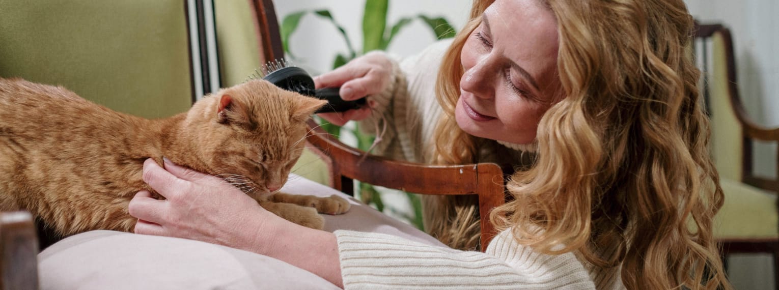 Eine Katze wird von Ihrer Besitzerin gebürstet.