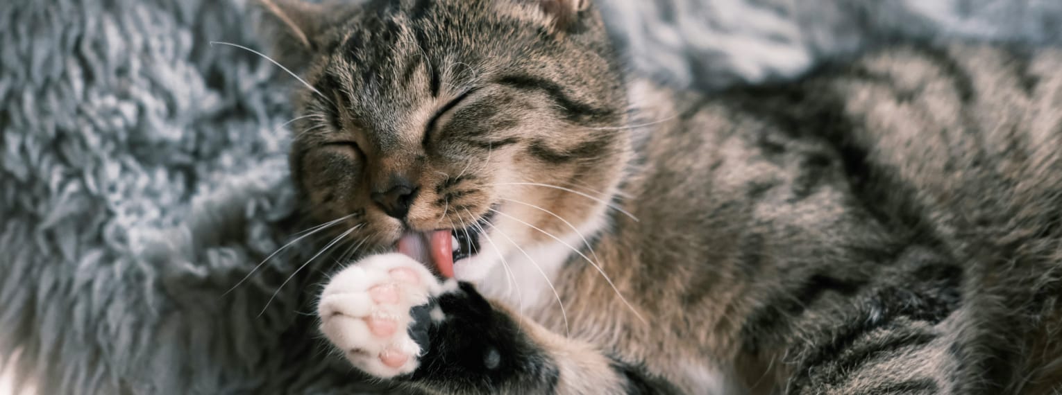 Eine Katze säubert Ihr Fell.