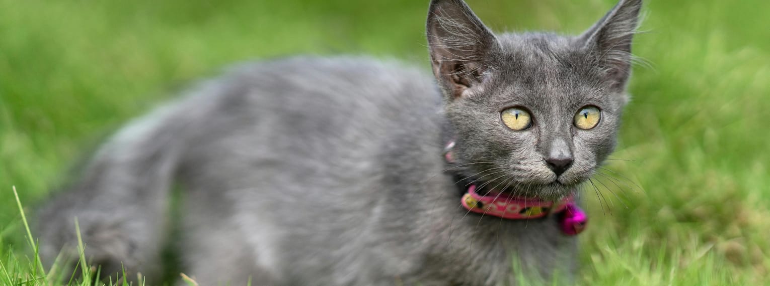 Zecken bei Katzen: Wie man die Parasiten erkennen und entfernen kann