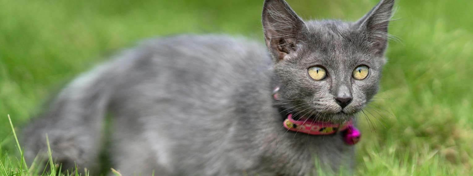 Eine Katze trägt ein Halsband.