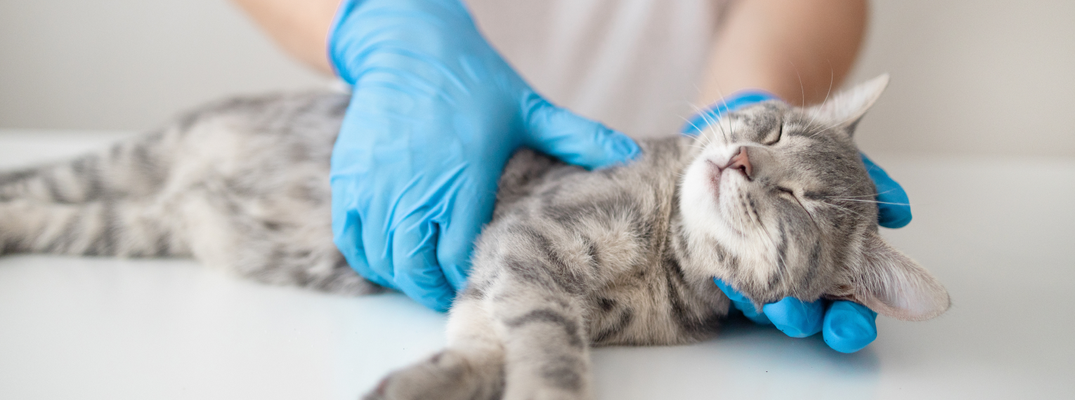 Eine Katze mit gelähmten Hinterbeinen wird beim Tierarzt untersucht.