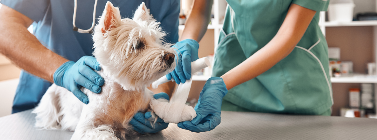 Ein Hund bekommt seine verletzte Pfote verarztet.