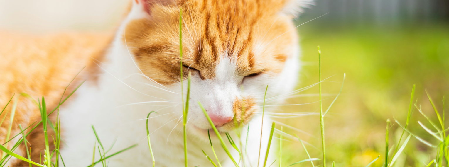 Katze isst Katzengras.