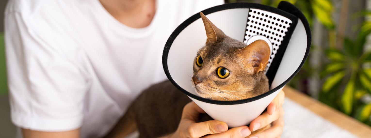Eine Katze mit einer Halskrause.