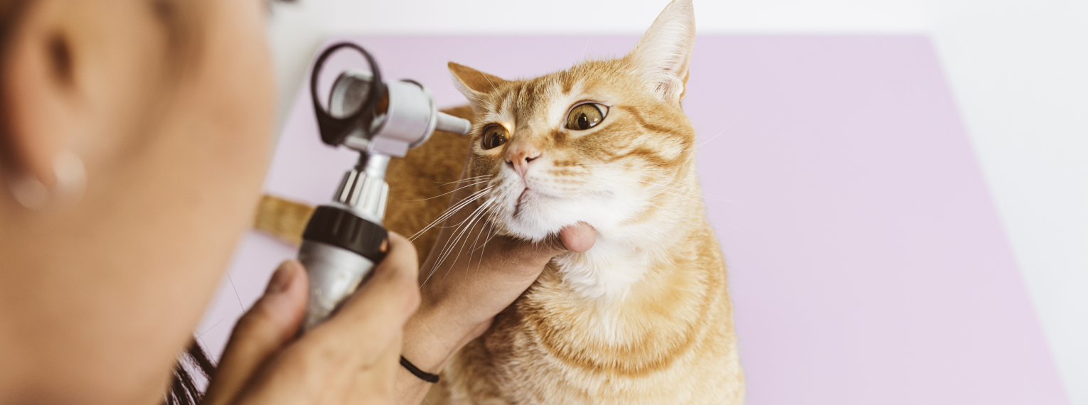 Eine Katze wird an ihrem Auge untersucht.