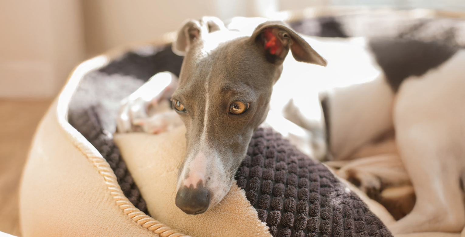 Bandwürmer bei Hunden erkennen, behandeln & vorbeugen