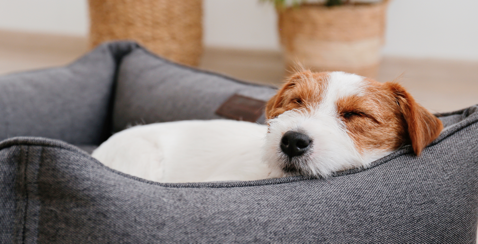 Magengeschwür beim Hund: Ursachen, Symptome & Behandlung