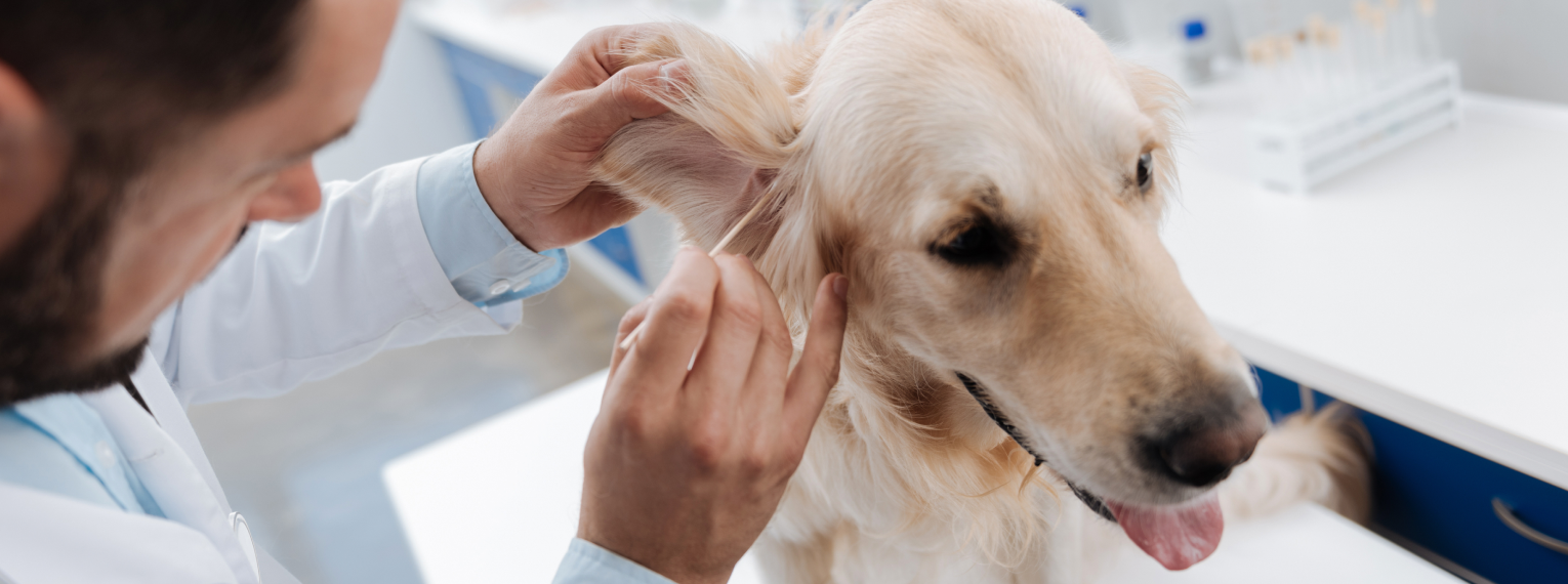 Ein Hund mit Cushing-Syndrom wird von einem Tierarzt untersucht.