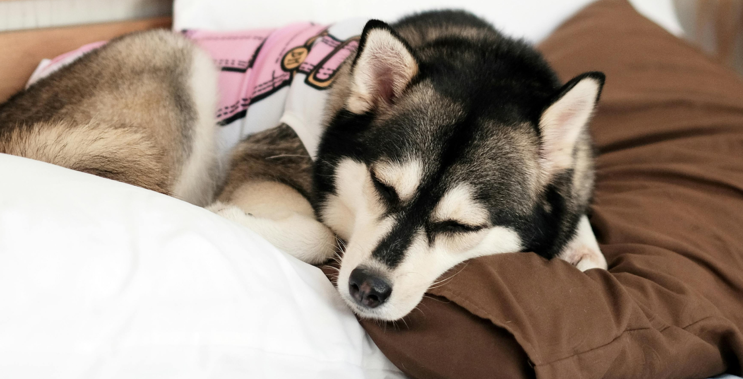 Cushing-Syndrom beim Hund: Symptome, Diagnose & Behandlung