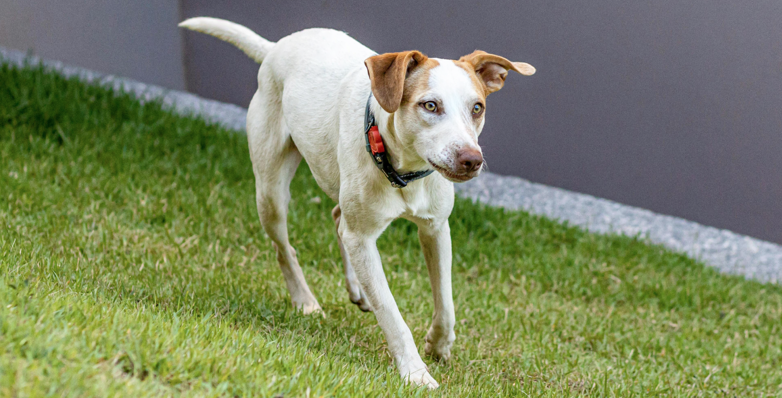 Magendrehung beim Hund: Ursache, Behandlung und Vorbeugung