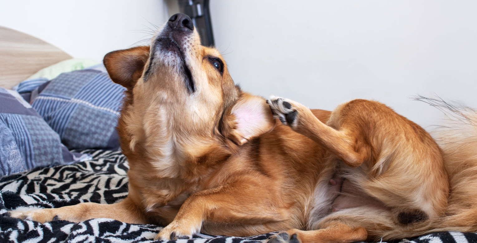 Allergien beim Hund erkennen und behandeln