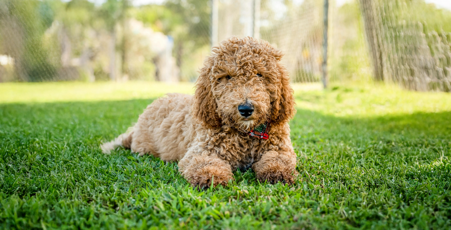 Hund abkühlen: 10 Tipps für heiße Sommertage