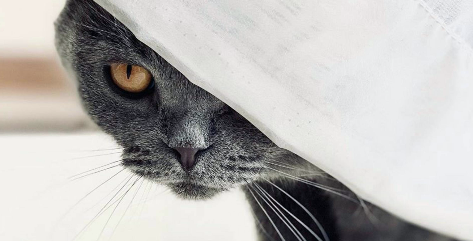 Katze eingewöhnen: Tipps & Tricks zum Einzug