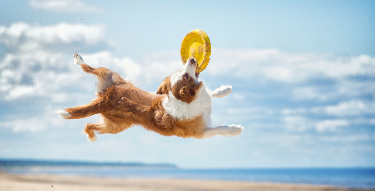 Reisen mit Hund: Tipps für den Urlaub mit Vierbeiner