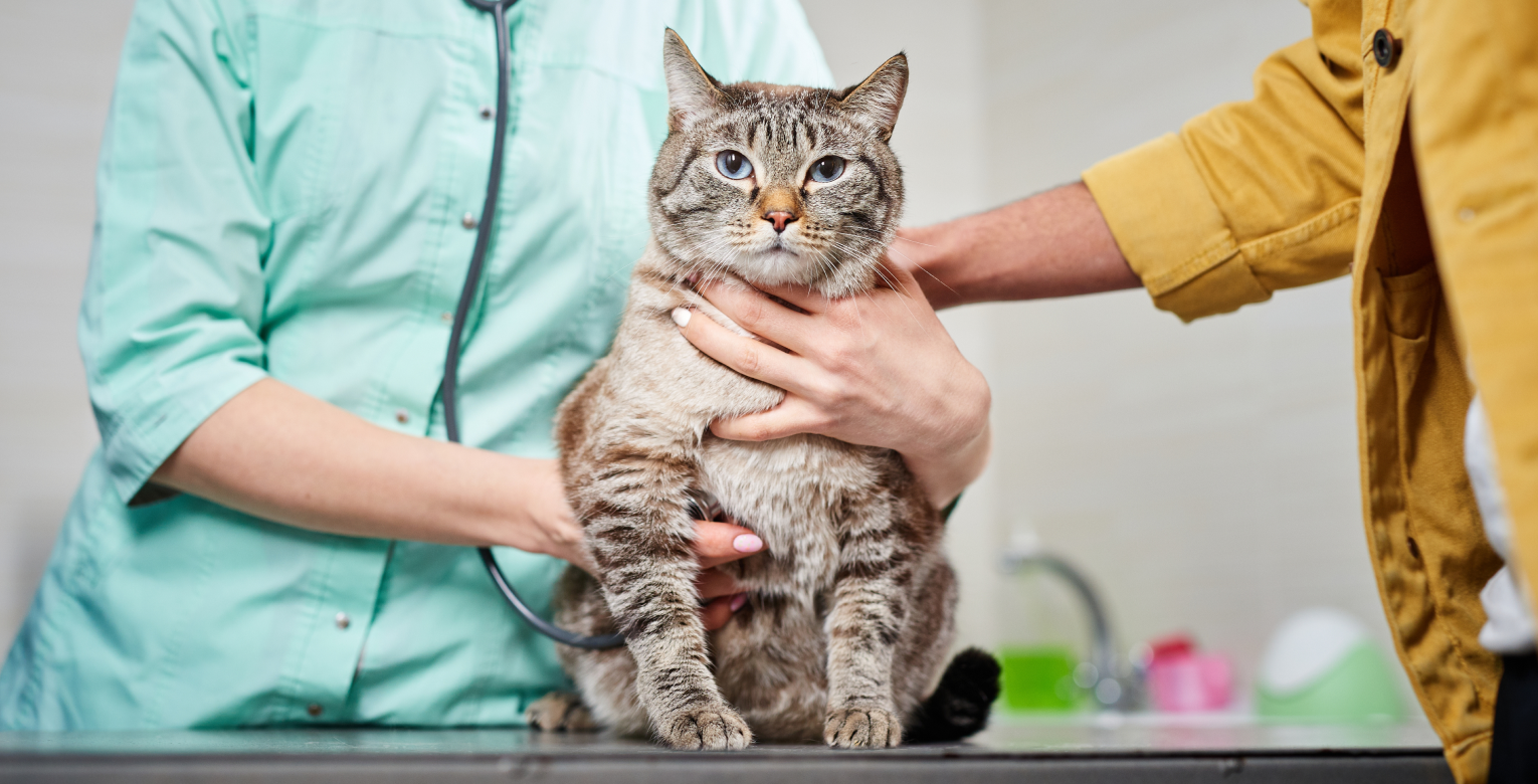Eine Katze wird von einer Tierärztin untersucht.