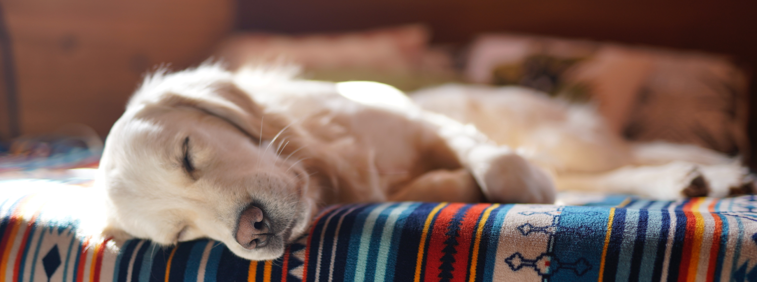 Ein Hund schläft auf einem Bett.