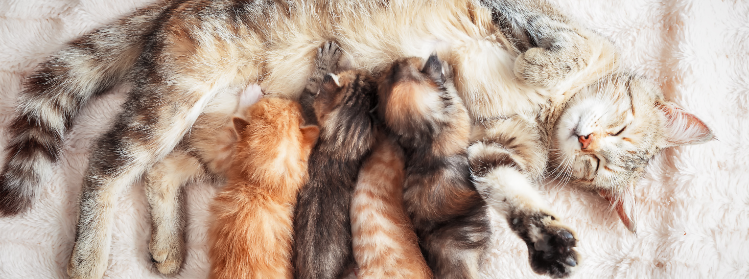 Eine Katzenmutter stillt ihre Kitten.