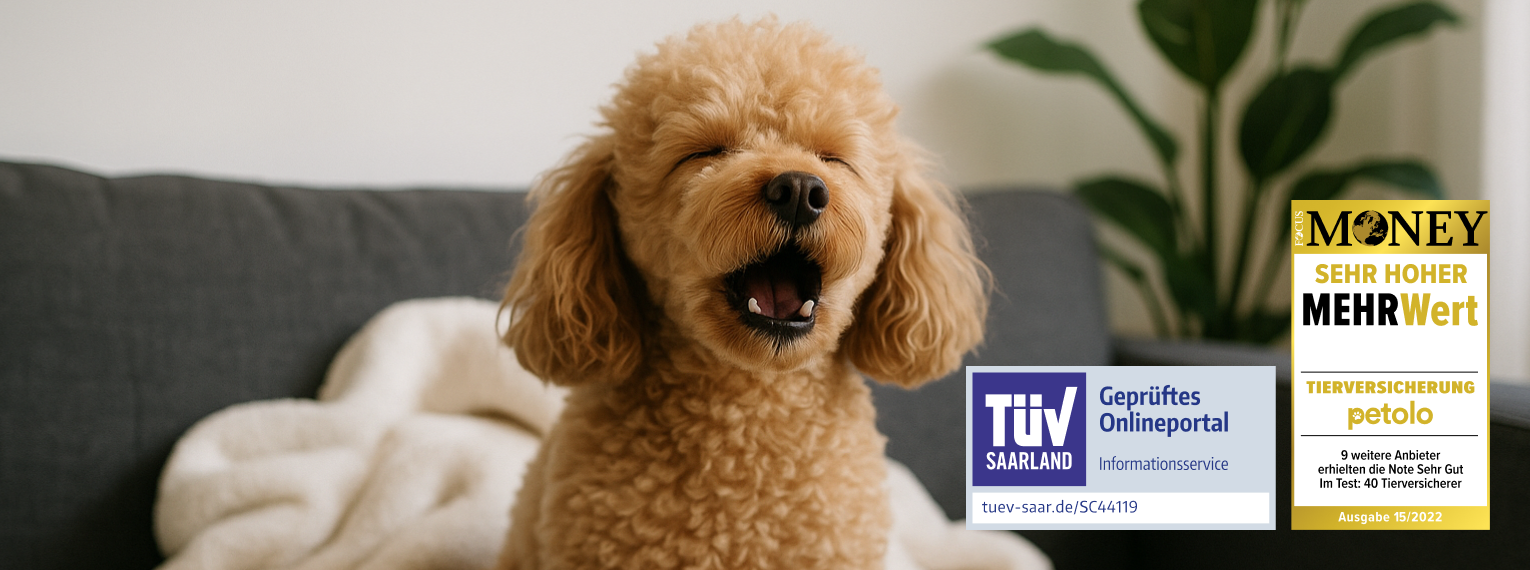 Ein Hund sitzt auf einem Sofa und bellt. Zudem sind das TÜV-Siegel für geprüfte Onlineportale und die Auszeichung "sehr hoher Mehrwert" von Focus Money abgebildet.