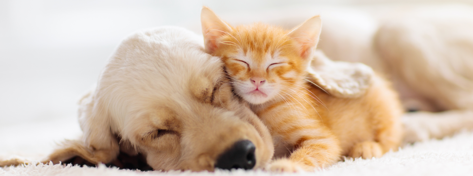 Eine Katze und ein Hund kuscheln miteinander und schlafen.