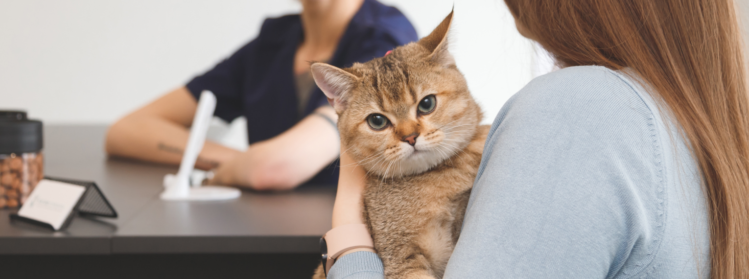 Eine Frau hält ihre Katze in einer Tierarztpraxis.