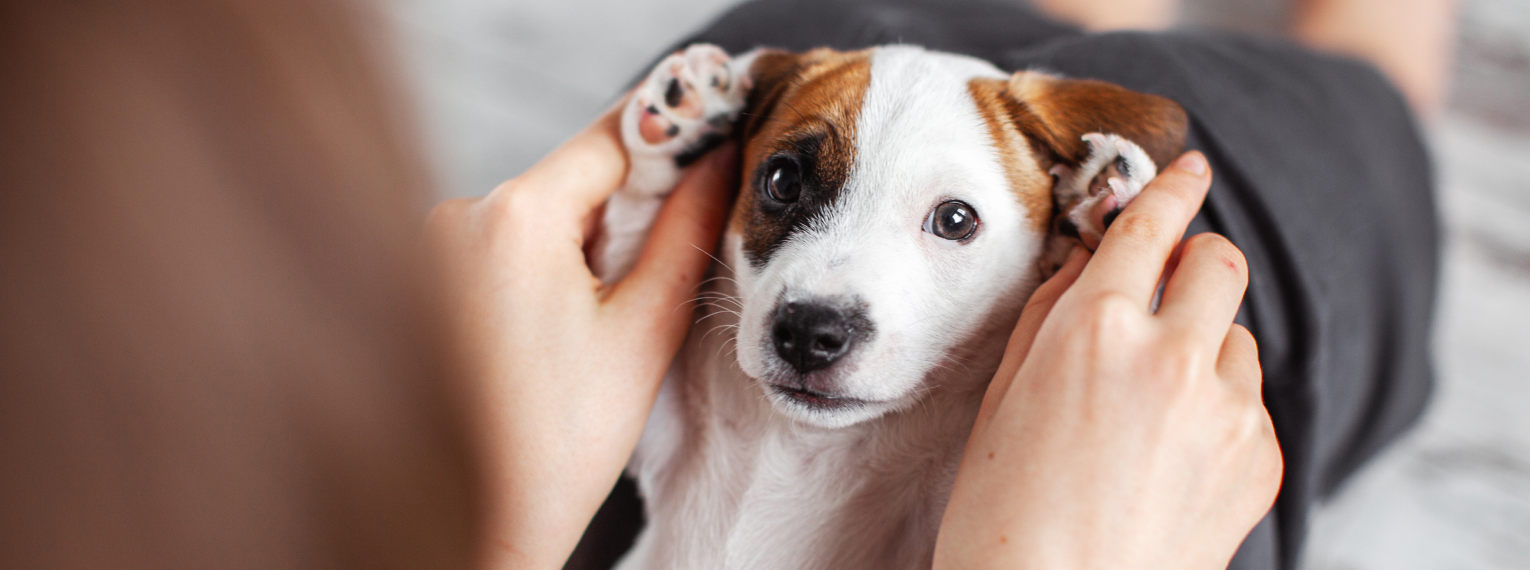 Ein Welpe liegt auf dem Schoß seiner Besitzerin und sie hält seine Pfoten.