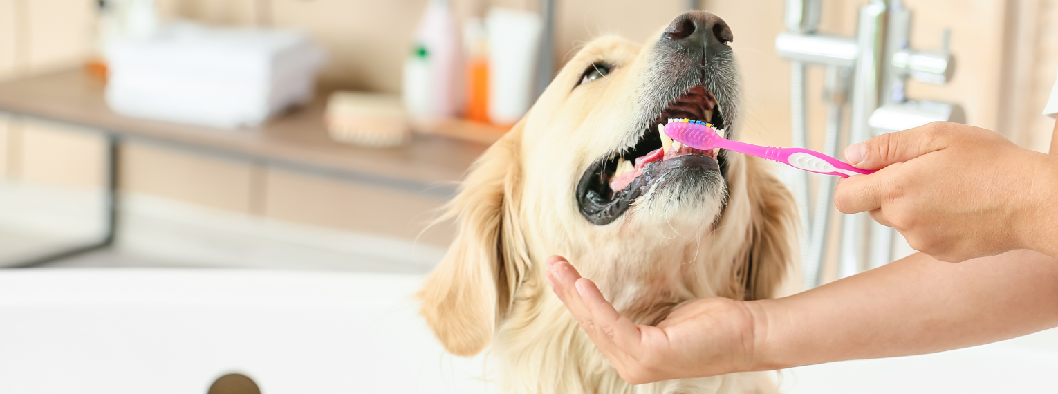 Eine Person putzt einem Hund die Zähne.