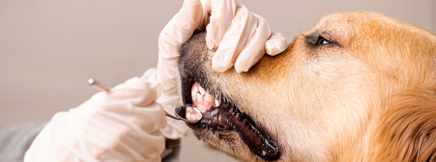 Ein Tierarzt untersucht die Zähne eines Hundes.