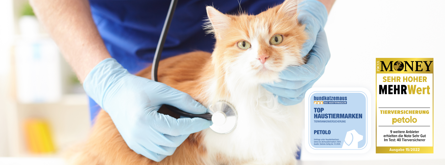 Eine Katze bei einer tierärztlichen Untersuchung. Außerdem sind die Auszeichnungen "Top Haustiermarken Tierkrankenversicherung" von hundkatzemaus und "sehr hoher Mehrwert" für die petolo Tierversicherung auf dem Bild zu sehen.