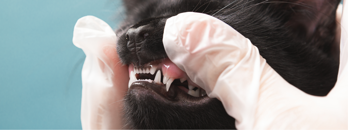 Katze Nach Zahn Op Verändert Zahnstein bei Katzen: Ursachen, Symptome & Therapie