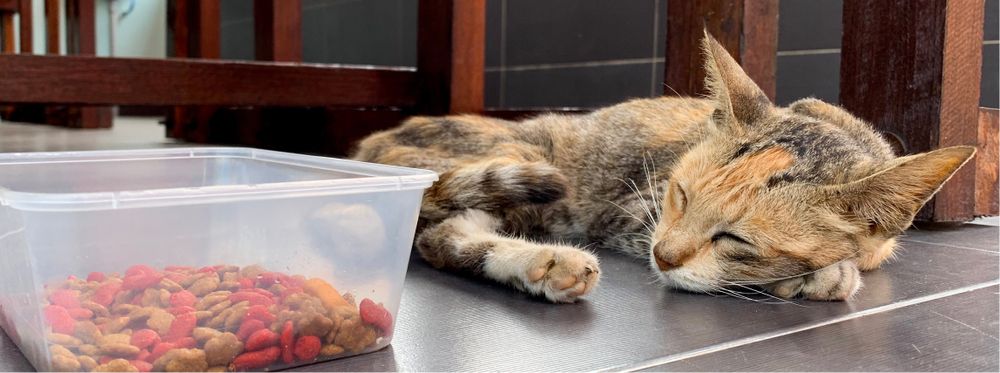 Katze Hat Bauchweh Und Frisst Nicht Katze frisst nicht: Ursachen & Tipps zur Appetitanregung