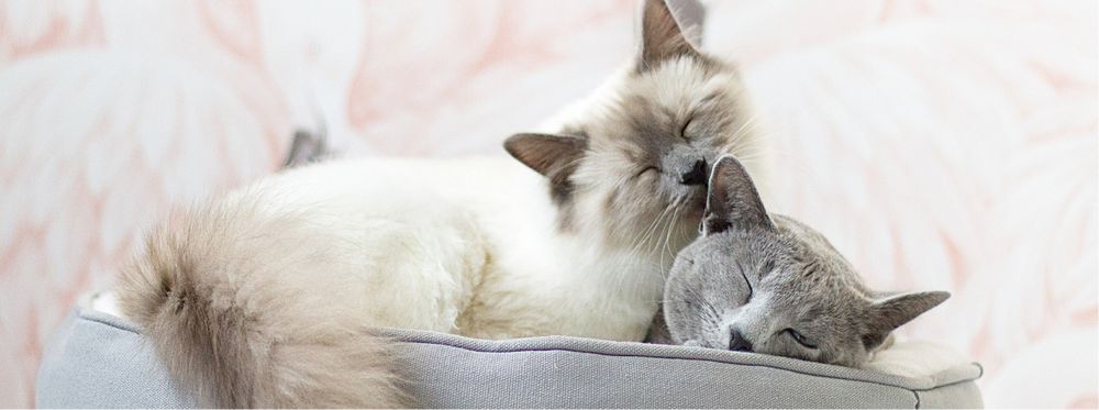Katzenversicherung für 2 oder mehrere Katzen