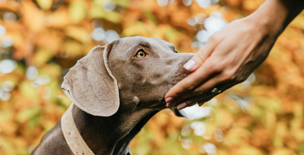 Vergiftung beim Hund Symptome, Erste Hilfe & Behandlung