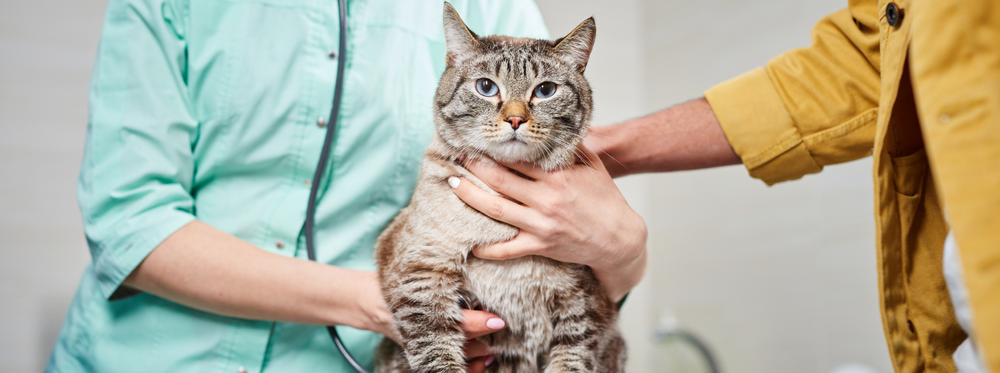 Wie Lange Dauert Blasenentzündung Bei Katzen Blasenentzündungen bei Katzen: Was tun?