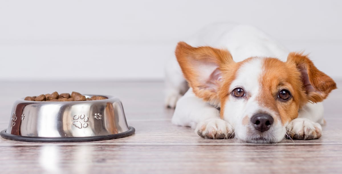 Mein Hund frisst nicht Mögliche Ursachen & Behandlungstipps