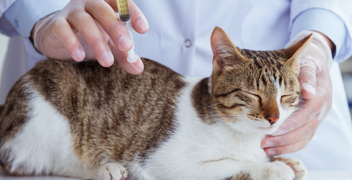 FIPImpfung Katze Impfrhythmus, Kosten & Schutz