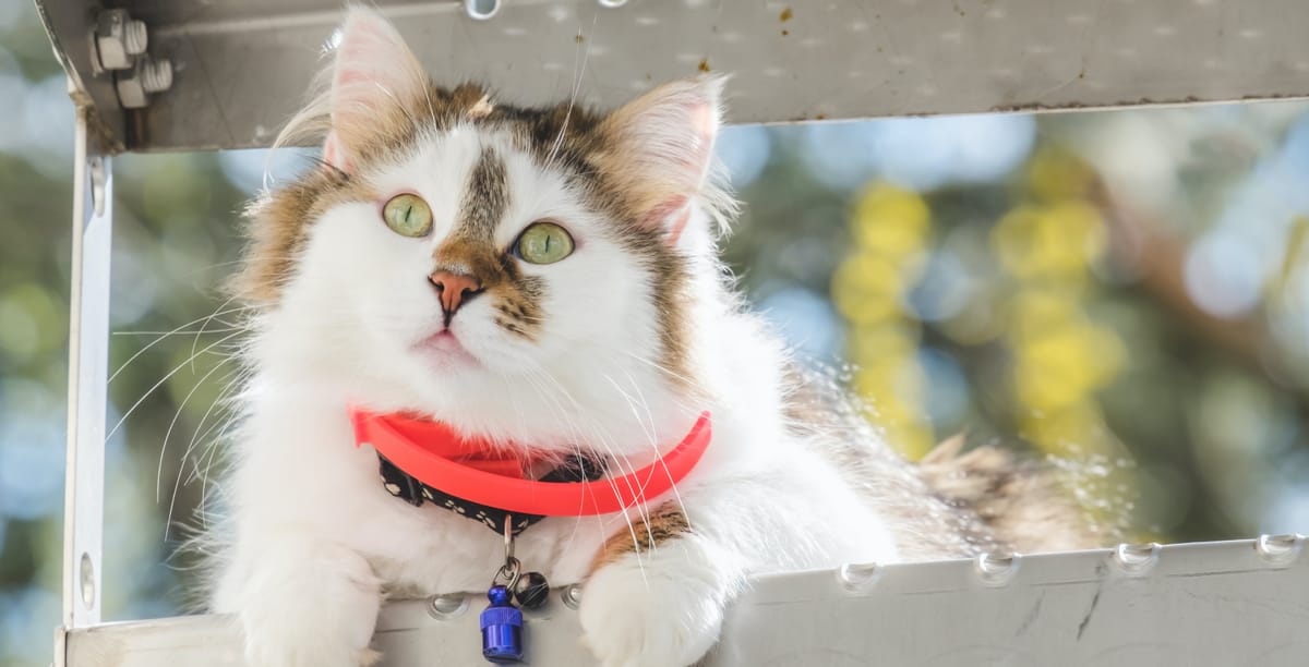 FIV bei Katzen Übertragung & Symptome von KatzenAIDS