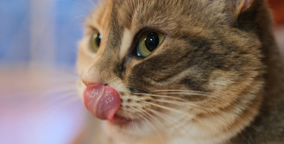 Wie teuer ist die Behandlung von Katzenschnupfen?