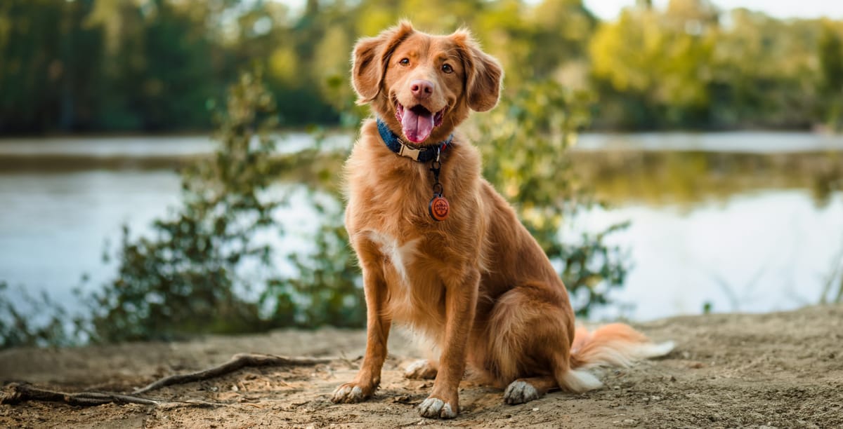 Der Hund rutscht auf dem Po Warum & was kann man tun?