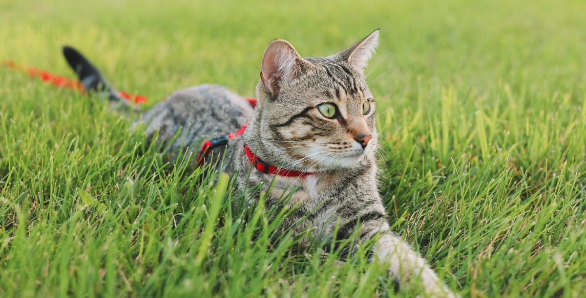 Milben bei Katzen Befall erkennen